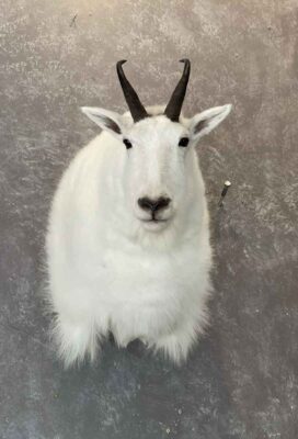 shoulder-mount-mountain-goat-ray-wiens-taxidermy-bc