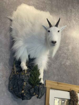 shoulder-mount-mountain-goat-ray-wiens-taxidermy-bc