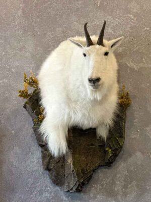 shoulder-mount-mountain-goat-ray-wiens-taxidermy-bc