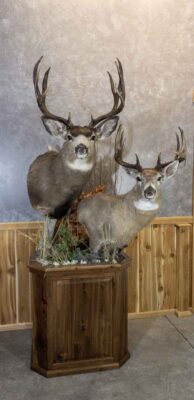 mule-deer-double-pedestal-shoulder-mount-taxidermy-british-columbia