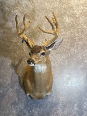 mule-deer-in-velvet-shoulder-mount-ray-wiens-taxidermy-bc