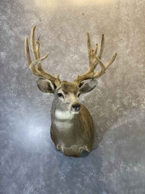 mule-deer-in-velvet-shoulder-mount-taxidermy-british-columbia