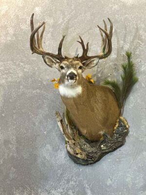 mule-deer-in-velvet-shoulder-mount-taxidermy-british-columbia