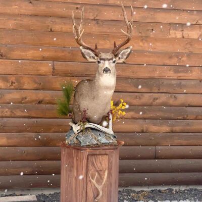 mule-deer-pedestal-mount-taxidermy-british-columbia