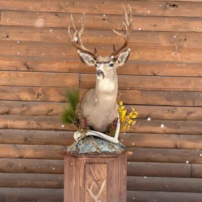 mule-deer-pedestal-mount-taxidermy-british-columbia