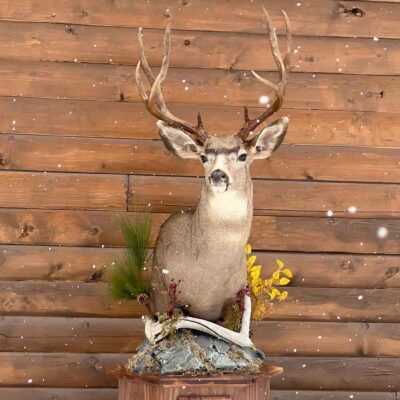 mule-deer-pedestal-mount-taxidermy-british-columbia