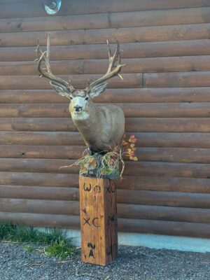 mule-deer-shoulder-mount-on-pedestal-taxidermy-british-columbia