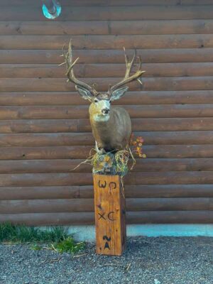 mule-deer-shoulder-mount-on-pedestal-taxidermy-british-columbia