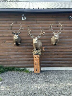 mule-deer-shoulder-mount-on-pedestal-taxidermy-british-columbia