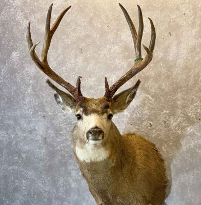 mule-deer-shoulder-mount-taxidermy-british-columbia