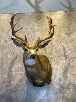 mule-deer-shoulder-mount-taxidermy-british-columbia