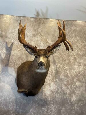 mule-deer-shoulder-mount-taxidermy-british-columbia