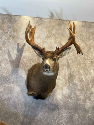 mule-deer-shoulder-mount-taxidermy-british-columbia