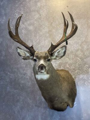 mule-deer-shoulder-mount-taxidermy-british-columbia