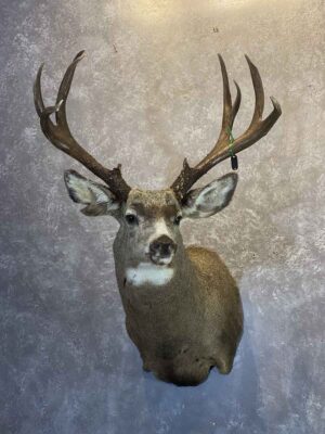 mule-deer-shoulder-mount-taxidermy-british-columbia