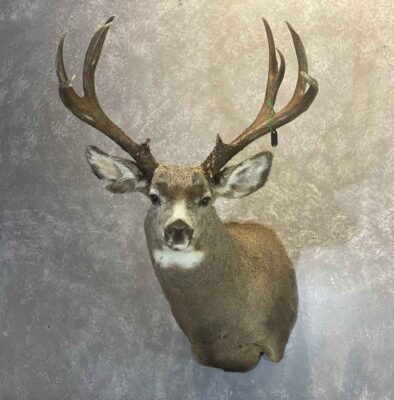 mule-deer-shoulder-mount-taxidermy-british-columbia