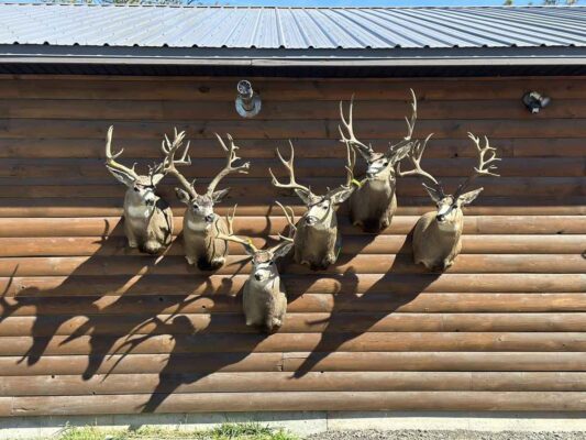 mule-deer-shoulder-mount-taxidermy-british-columbia