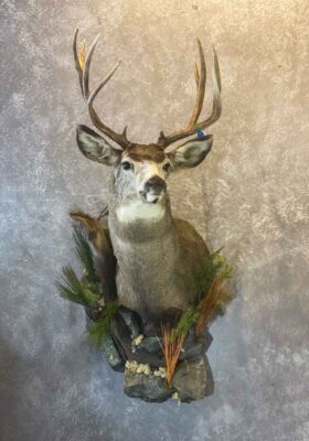 mule-deer-shoulder-mount-taxidermy-british-columbia