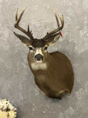 mule-deer-shoulder-mount-taxidermy-british-columbia