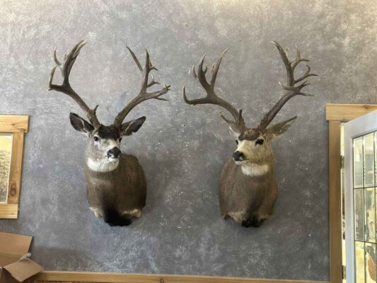 mule-deer-shoulder-mount-taxidermy-british-columbia