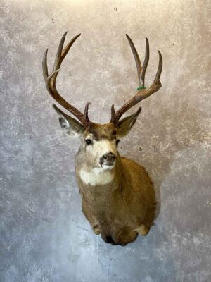 mule-deer-wall-mount-ray-wiens-taxidermy-bc