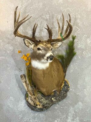 mule-shoulder-mount-taxidermy-british-columbia