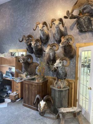 ray-wiens-wild-sheep-shoulder-mounts-taxidermy-british-columbia