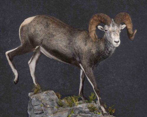 stone-lifesize-taxidermy-british-columbia