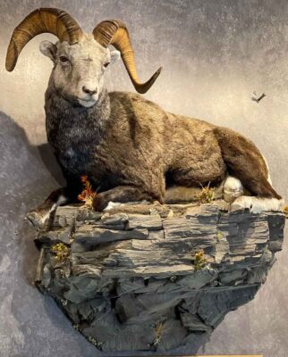 stone-sheep-laying-down-lifesize-taxidermy-british-columbia