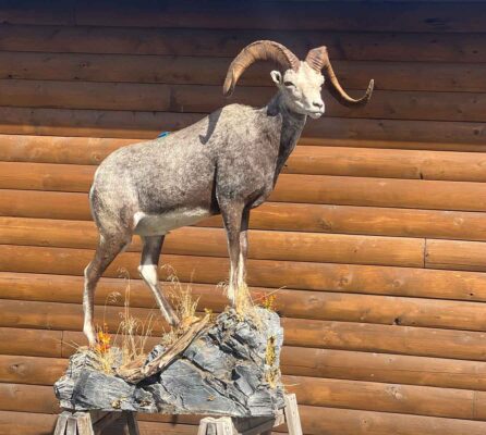 stone-sheep-lifesize-taxidermy-british-columbia