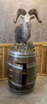 stone-sheep-pedestal-wine-cabinet-shoulder-mount-taxidermy-british-columbia