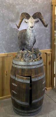 stone-sheep-pedestal-wine-cabinet-shoulder-mount-taxidermy-british-columbia