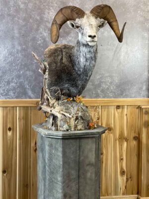 stone-sheep-pedestal-wine-cabinet-shoulder-mount-taxidermy-british-columbia