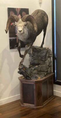 stones-sheep-lifesize-taxidermy-british-columbia