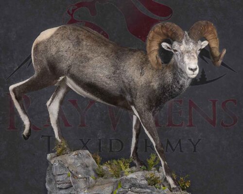 stones-sheep-lifesize-taxidermy-british-columbia