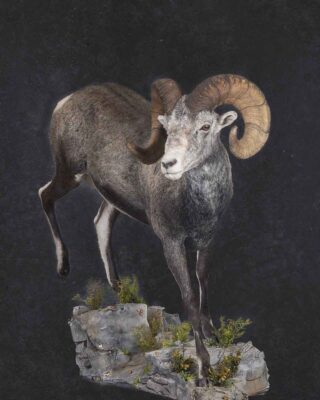 stones-sheep-lifesize-taxidermy-british-columbia