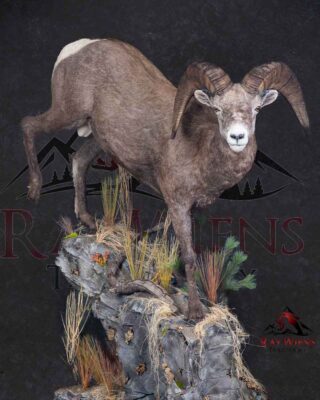 stones-sheep-lifesize-taxidermy-british-columbia