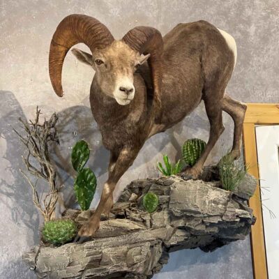 stones-sheep-lifesize-taxidermy-british-columbia