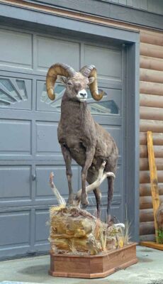 stones-sheep-lifesize-taxidermy-british-columbia