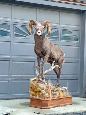 stones-sheep-lifesize-taxidermy-british-columbia