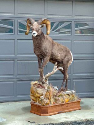 stones-sheep-lifesize-taxidermy-british-columbia