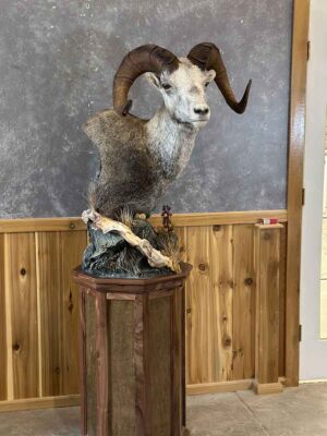 stones-sheep-shoulder-mount-pedestal-ray-wiens-taxidermy-bc