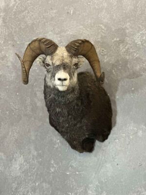 stones-sheep-taxidermy-british-columbia