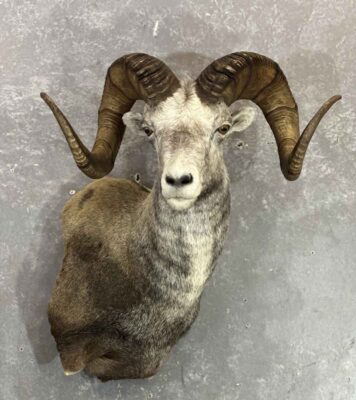 stones-sheep-taxidermy-british-columbia