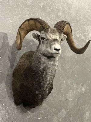 stones-sheep-taxidermy-british-columbia