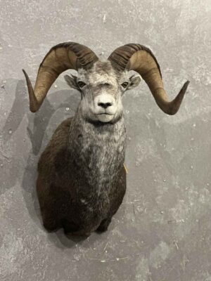 stones-sheep-taxidermy-british-columbia