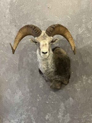 stones-sheep-taxidermy-british-columbia