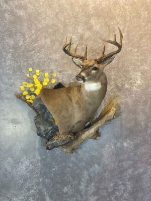 whitetail-deer-shoulder-mount-taxidermy-british-columbia