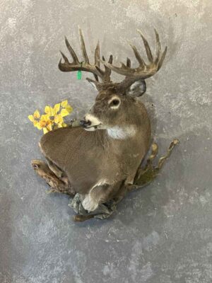 whitetail-deer-shoulder-mount-taxidermy-british-columbia