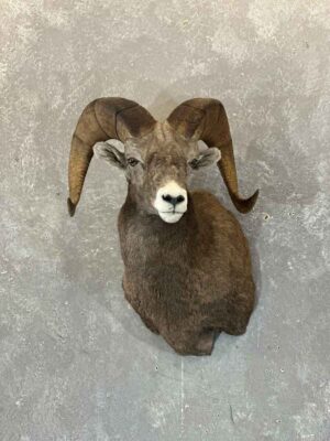 wild-sheep-shoulder-mount-taxidermy-british-columbia